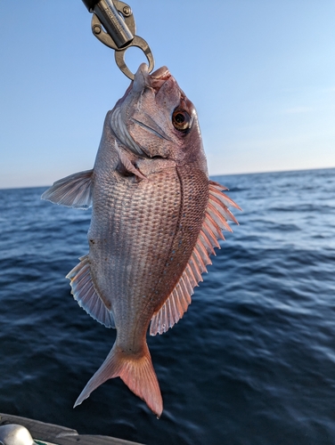 マダイの釣果