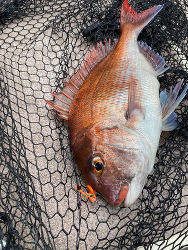 マダイの釣果