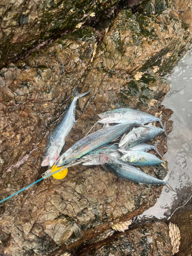 サゴシの釣果