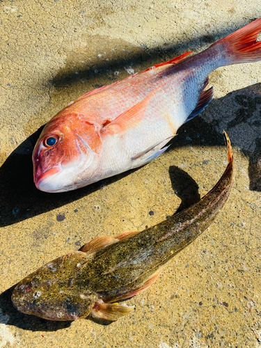 マダイの釣果