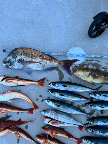 マダイの釣果