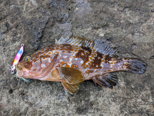 アコウの釣果