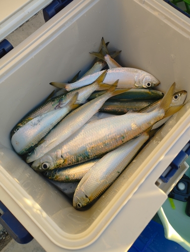 カタボシイワシの釣果