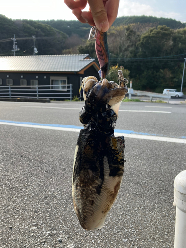 コウイカの釣果