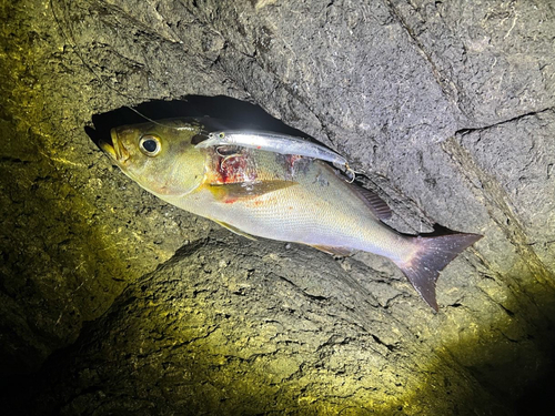 イサキの釣果