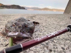 カジカの釣果