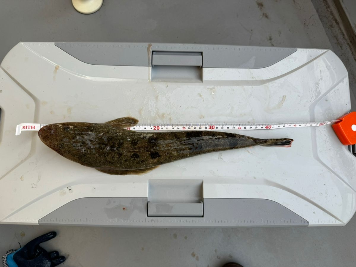 リコピン＊>* ))))><さんの釣果 2枚目の画像