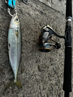 サバの釣果