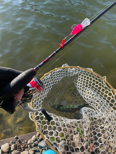 ニジマスの釣果