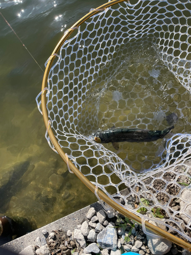 ニジマスの釣果