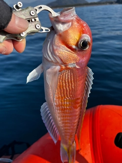 アカアマダイの釣果