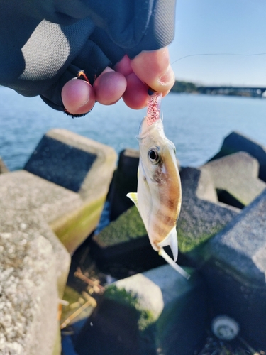 メッキの釣果