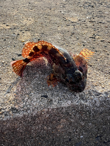 アラカブの釣果