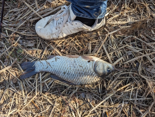 フナの釣果