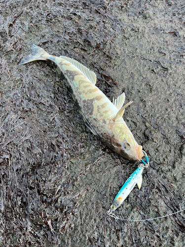 ホッケの釣果