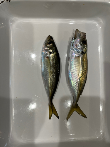 マアジの釣果