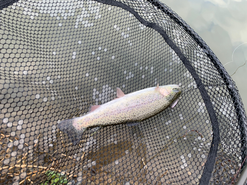 ニジマスの釣果