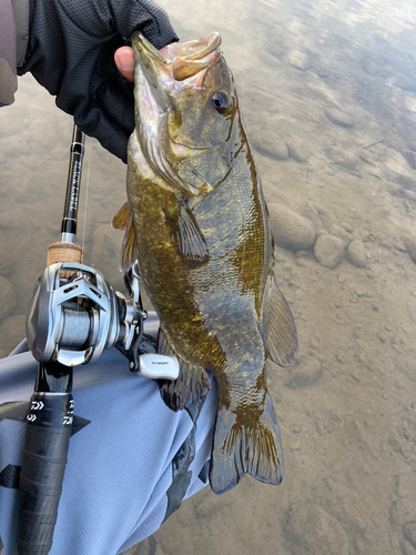 スモールマウスバスの釣果