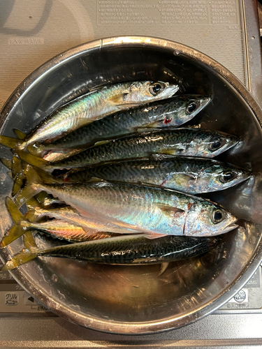 サバの釣果