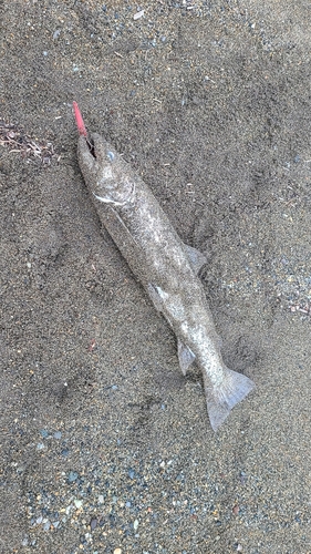 アメマスの釣果