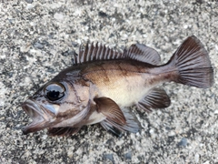 メバルの釣果