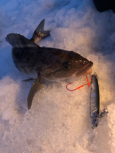 ホッケの釣果