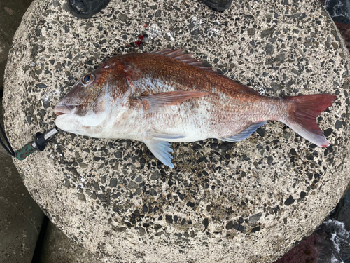 マダイの釣果