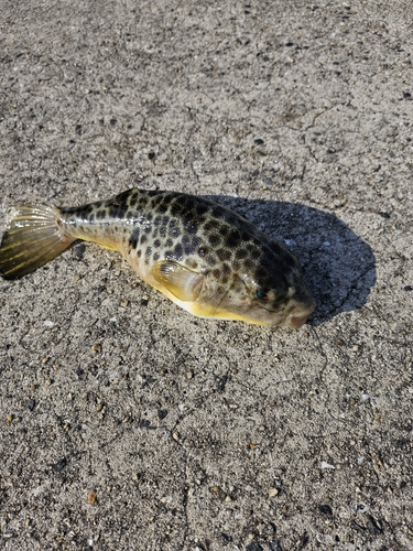 フグの釣果