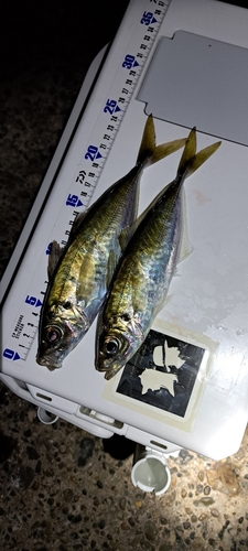 アジの釣果