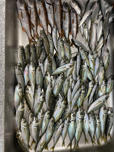 アジの釣果