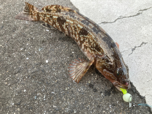 アイナメの釣果