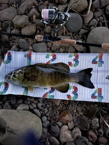 スモールマウスバスの釣果