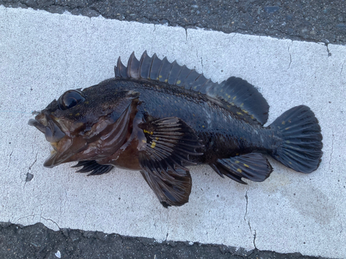 オウゴンムラソイの釣果