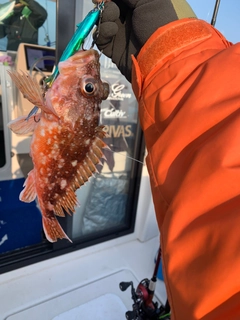 イトヨリダイの釣果