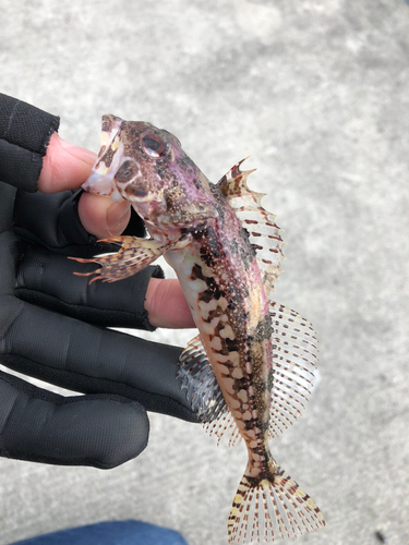 アナハゼの釣果