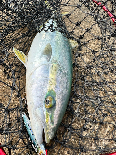 ハマチの釣果