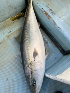 ブリの釣果