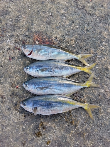 タカベの釣果