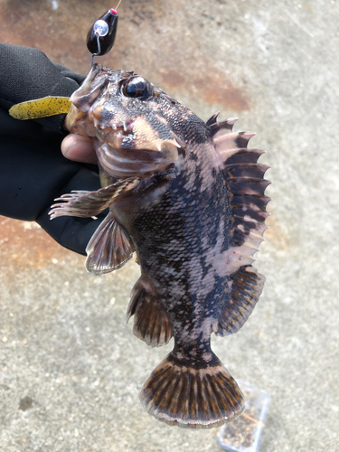 オウゴンムラソイの釣果