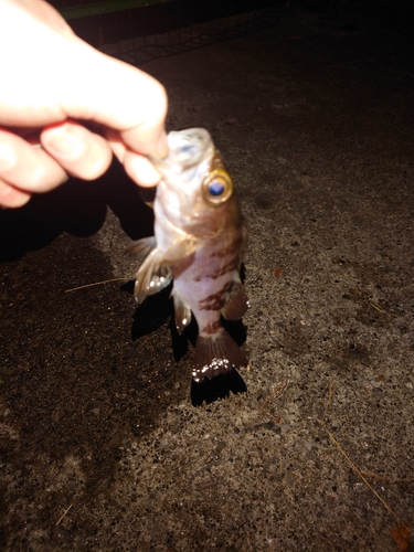 メバルの釣果