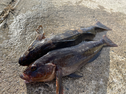 アイナメの釣果