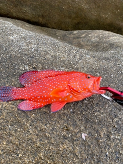 アオヤガラの釣果