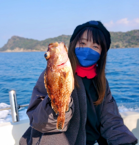 アラカブの釣果