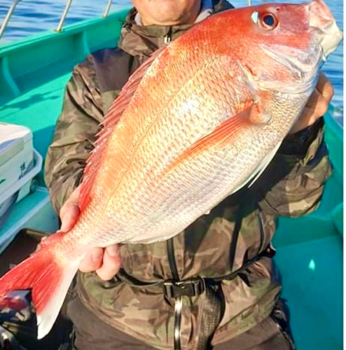 マダイの釣果