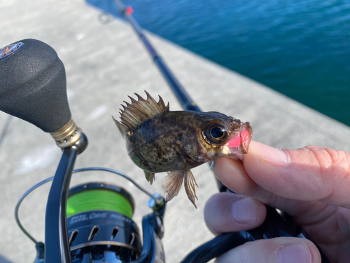 メバルの釣果