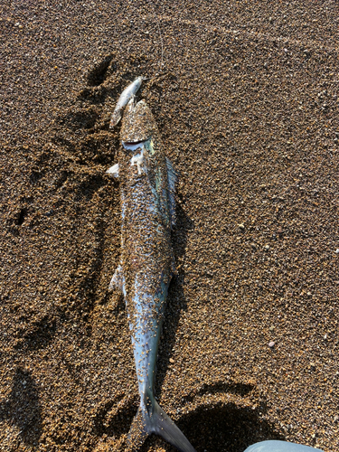 サゴシの釣果