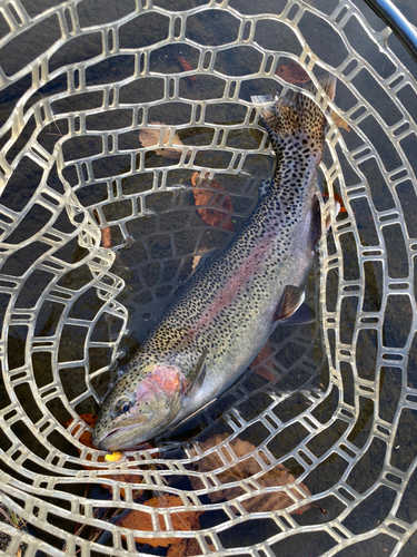 トラウトの釣果