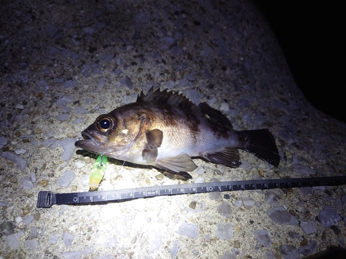 メバルの釣果