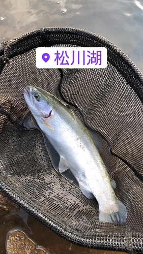 ニジマスの釣果