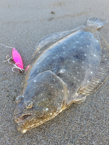 ソゲの釣果